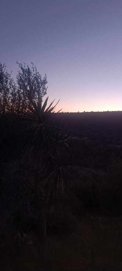 The image shows a twilight scene, possibly in the area of Forest Hills, Spain. The sky is gradient, transitioning from a deep purple at the top to a lighter orange-pink near the horizon. Silhouetted vegetation, including spiky plants resembling yucca or agave and a tree with small leaves, dominates the foreground. A darker, undefined landscape stretches into the distance, with a faint horizon line marked by silhouetted hills and sparse trees. The overall mood is dark and still.