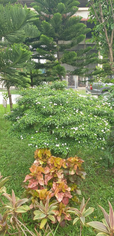 A medium shot captures a cluster of plants in an outdoor urban setting, possibly Rooppur, Bangladesh. In the foreground, vibrant, multi-colored foliage, predominantly in shades of pink, orange, and green, forms a dense bush. To the left and right of this colorful plant, thin, spiky green leaves are visible. Behind this, a large, bushy green plant is dotted with numerous small white flowers. The background is dominated by tall, dark green coniferous trees with characteristic needle-like foliage. Beyond the trees, a light-colored building with horizontal lines and some visible damage or weathering can be seen. A silver vehicle is parked in front of a chain-link fence, with some indistinct objects visible behind it. The ground is covered in green grass, with some small white wildflowers scattered throughout. The overall scene suggests a well-maintained, albeit slightly weathered, urban green space.