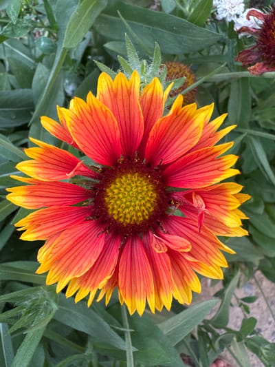 A close-up, high-angle shot showcases a vibrant Gaillardia flower, also known as Blanket Flower, in full bloom. The flower's petals exhibit a striking gradient of color, transitioning from a deep red at the base to a bright yellow at the tips. The center of the flower is a dense cluster of tiny yellow florets, surrounded by a darker, reddish-brown disc. The flower is set against a backdrop of lush green foliage, with some blurred out-of-focus elements suggesting other plants in the vicinity. The image appears to be taken outdoors in a natural setting, possibly a garden. There is no indication of human presence or activity within the frame. The scene is serene and natural, focusing solely on the beauty of the flower. This image was captured in Bakay-Ata, Kyrgyzstan.