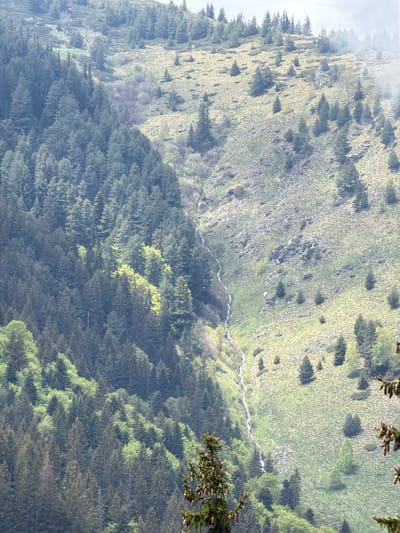 The image depicts a mountainous landscape in Rilski Manastir, Bulgaria. A steep hillside slopes downwards, covered in a mix of grassy vegetation and scattered trees. A narrow stream or small river meanders down the slope, creating a light-colored line against the green and brown backdrop. The lower portion of the hillside is densely forested with coniferous trees. Branches from a tree are in the foreground on the right side of the image. The sky is overcast.