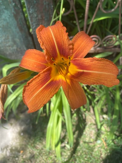 This is a close-up, eye-level, vertical shot of an orange daylily in Luh, Ukraine. The flower is in the foreground, with its petals unfurled and facing the camera. The center of the flower is a bright yellow, fading to orange and then to a darker reddish-orange at the tips of the petals. Delicate white lines streak down the center of each petal. The stamens and pistil are visible in the center of the bloom, with dark anthers. To the left of the flower, a closed bud is visible, along with a dried, brown bud. The background consists of lush green foliage, a weathered, turquoise-colored metal fence on the left, and a decorative wrought iron fence in the upper right. The ground beneath the flower is a mixture of dappled sunlight, grass, and a light-colored, possibly gravel or dirt path. The overall impression is of a vibrant flower blooming in a garden setting.