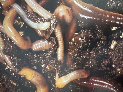 The media file contains a close-up, overhead shot of several earthworms on dark, damp soil. The earthworms vary in color, with some appearing pale pink or white and others a darker reddish-brown. They are segmented and have a glossy appearance, suggesting they are moist. The soil is rich and dark, with small particles visible, indicating a natural environment like a garden or compost bin.

The earthworms are the primary subjects, and they appear to be moving or resting within the soil. There are no people visible in the media file. The scene is dimly lit, suggesting it might be underground or in a shaded area. There are no specific time of day or weather cues.

Notable details include the distinct segmentation of the earthworms and the texture of the soil. The focus is on the earthworms themselves and their immediate surroundings. The lighting highlights the sheen on the earthworms' bodies.

No text is visible in the media file. The location context of Gandia, Spain, is provided externally and does not offer direct visual cues within the image itself. The image captures a micro-habitat teeming with life, focusing on the details of the earthworms and their earthy environment.