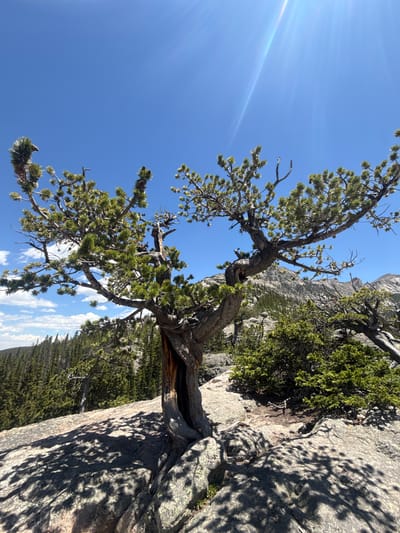 The image depicts a gnarled, ancient pine tree with a hollowed-out trunk, standing on a rocky outcrop. The tree's branches, laden with green needles, reach towards a clear blue sky with bright sun rays. In the background, a dense forest of evergreen trees stretches across a hillside, leading to rugged, mountainous terrain under the same bright sky. The scene suggests a high-altitude, natural environment, likely within Rocky Mountain National Park, near Allenspark, Colorado, United States. The lighting indicates a sunny day, casting distinct shadows from the tree onto the rocks. No people are visible in the frame.