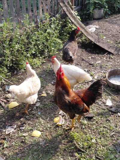 Four chickens are on the ground in a yard. In the foreground, a rooster with reddish-brown and black feathers stands facing right. Behind the rooster, a white hen stands facing left. To the right of the white hen, another white hen stands facing forward. In the background, a brown hen stands facing left. The ground is covered with dirt, grass, and some yellow pieces of food, possibly fruit. A wooden fence runs along the left side of the image. A gray metal bucket and a piece of wood are visible in the background to the right. The scene appears to be outdoors on a sunny day.
