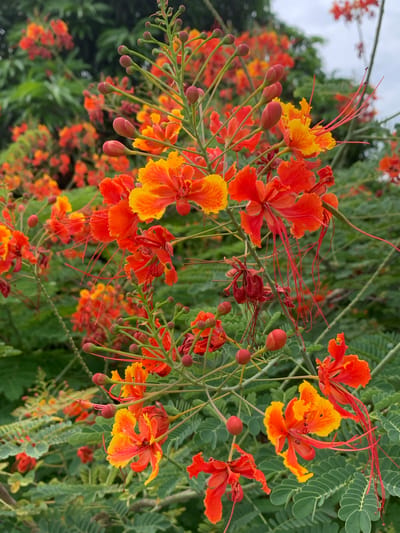 In the Mae Chan District of Thailand, a close-up shot focuses on a vibrant cluster of flame-like flowers, likely Peacock flowers (Caesalpinia pulcherrima), in full bloom. The petals display a gradient of intense orange to bright yellow, with delicate, thread-like red stamens extending outwards. These blossoms are interspersed with numerous reddish-green flower buds, all supported by thin, green stems. The background is filled with lush, green foliage, suggesting a garden or natural setting. The lighting is soft, indicating an overcast day, which evenly illuminates the scene without harsh shadows. No people or animals are visible in the frame. The overall impression is one of natural beauty and a tropical environment.