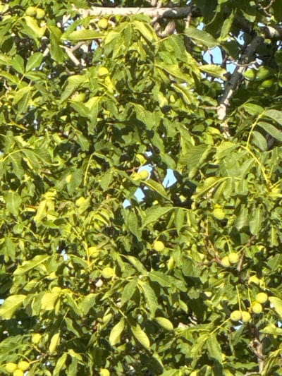 The media file shows a close-up view of a tree with lush green leaves and several small, round, yellowish-green fruits hanging from its branches. The fruits appear to be immature nuts or drupes, possibly walnuts or a similar species, growing in clusters. The image is densely packed with foliage, with some gaps revealing patches of bright blue sky, suggesting it's a sunny day. Sunlight filters through the leaves, creating areas of bright highlight and deep shadow, giving the scene a natural, dappled effect.

The branches of the tree are visible in places, with some appearing rough and brown, while others are thinner and lighter. The overall impression is of a vibrant, healthy tree during its fruiting season. There are no people or animals visible in the frame, and no text is present. The setting appears to be outdoors, likely in a natural environment given the density of the foliage and the presence of the fruit-bearing tree. The location context provided, Belashtitsa, Bulgaria, indicates the general geographical area where this scene was captured. The time of day is likely daytime, given the brightness of the sky and the sunlit leaves. The weather appears to be clear and pleasant.