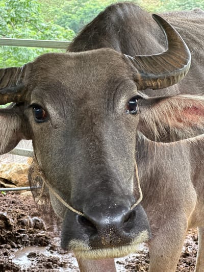 A domestic water buffalo stands in a close-up, frontal view at Dế Xu Phình, Vietnam. The animal, predominantly dark gray-brown with short, coarse fur, fills the majority of the frame. Its large head features dark, reflective eyes looking directly forward, with several small flies visible near the right eye. A prominent, dark, ridged horn curves upward and backward on the animal's right side. The snout is dark and moist, displaying visible pores, and a light-colored rope extends diagonally across the lower face, suggesting a tether. A reddish patch of skin is visible inside the left ear. The buffalo stands on dark, muddy ground with puddles in the foreground. A horizontal metal rail or fence bar is visible behind the animal's neck, and a dense, out-of-focus backdrop of green foliage indicates trees or vegetation.