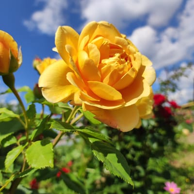 A close-up, low-angle shot captures a vibrant yellow rose in full bloom, dominating the foreground. The rose's petals are layered and slightly unfurling, with warm sunlight highlighting their texture and a subtle reddish tinge on the edges of some. Behind the rose, a soft-focus background reveals a garden setting under a bright blue sky dotted with fluffy white clouds. Several green leaves and stems are visible, some with serrated edges, belonging to the rose bush. To the left of the main rose, a rosebud of similar yellow hue is partially visible. In the mid-ground, out of focus, are hints of other flowers, including blurred red blooms and a small pink flower at the bottom right. The overall impression is a bright and cheerful day in a garden, likely in Navoloki, Russia. The time of day appears to be daytime, with ample sunlight suggesting fair weather. No text is visible in the image.