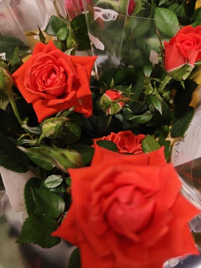 A close-up shot showcases a bouquet of vibrant red roses, some in full bloom and others as budding flowers. The roses are adorned with lush green leaves and thorny stems. The bouquet is partially enclosed in transparent plastic wrapping, with glimpses of white paper elements suggesting it might be a gift. The background is blurred, but hints of other floral elements and a metallic sheen can be observed, possibly indicating a reflective surface or packaging. No specific location in Rodniki, Russia is discernible from the image.