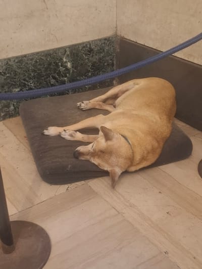 A medium-sized, tan-colored dog is curled up on a grey mat. The dog is lying on a tiled floor. A blue leash is visible near the edge of the mat. The surrounding area features a tiled surface and a dark green stone-like border. A circular metal object is partially visible in the bottom right corner. The location is in an unknown area of Sarandí, Argentina.