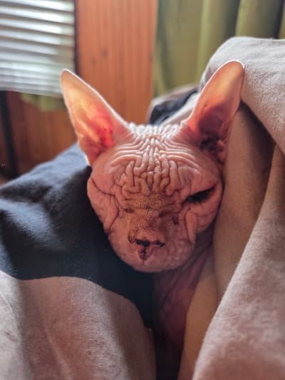 A close-up, slightly angled shot shows a Sphynx cat nestled in bedding. The cat's wrinkled pink skin is visible, with large ears and a squished face, its eyes partially closed. The bedding appears to be a dark navy blue fabric on the left and a lighter beige or pinkish fabric on the right. The background consists of a wooden wall and blinds, suggesting an indoor domestic setting. The image does not provide any specific details to pinpoint its location within Восход Снт (фролово), Russia.