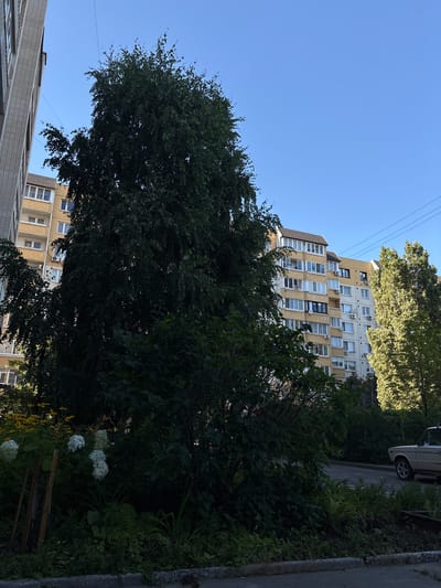 A medium shot captures an outdoor scene in Kamyshin, Russia, under a clear blue sky. In the foreground, lush green foliage and some white flowers are visible, with a light-colored car parked on a road to the right. Behind the greenery, a tall, multi-story apartment building with yellow and white facades stands prominently. Another, taller building with a grey brick exterior is partially visible on the left. Power lines are strung across the sky. The lighting suggests it is daytime, with sunlight illuminating the scene.