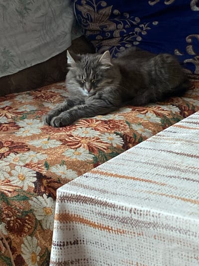 A fluffy grey tabby cat is captured resting peacefully indoors, likely in a living room or bedroom in Vyatskiye Polyany, Russia. The cat, with its long, grey and brown patterned fur and closed eyes, appears to be sleeping or deeply relaxed. Its head is positioned towards the upper left of the frame, with its body extending diagonally downwards across the image. One of its front paws is visible, tucked gently near its body.

The cat lies on a richly patterned fabric, likely a sofa or bedspread, adorned with a dense floral design. This fabric features numerous white daisy-like flowers with yellow centers, interspersed with brown and green foliage, set against a warm, light brown background.

To the upper left of the cat's head, a dark blue cushion or pillow is visible, embellished with elaborate gold or bronze embroidery showing swirling, stylized patterns. Below and to the left of the cat's body, another lighter-colored fabric, possibly a sheet or blanket, displays a subtle pattern of green leaves. To the right of the cat's body, and partially covering the floral fabric, is a light-toned blanket or throw. This item is characterized by vertical stripes in various shades of brown, beige, and possibly hints of grey or purple, and has a noticeable textured, woven appearance. The natural lighting in the scene suggests it is daytime. The overall impression is one of warmth, comfort, and domestic tranquility. There is no visible text.