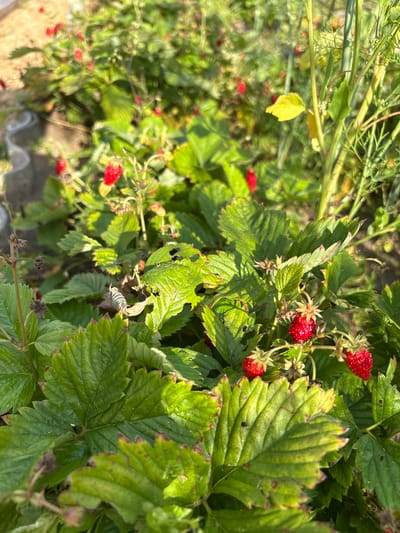 This is a close-up, eye-level, outdoor shot of a patch of wild strawberry plants in Ветлужский, Russia. The plants are lush and green, with serrated leaves and several ripe, red strawberries visible. The strawberries are small and conical, typical of wild varieties. The background is out of focus, showing more greenery and a suggestion of dry soil. The lighting indicates it is daytime, with sunlight casting shadows and highlighting the dew on some of the leaves. There are no people or animals in the frame. The scene is natural and appears to be in a garden or a natural setting where wild strawberries grow.