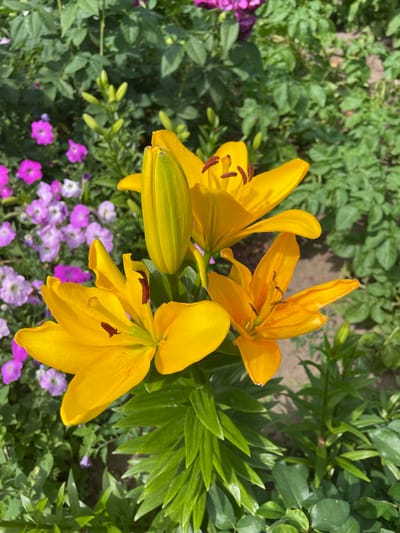 In Vysokyi, Ukraine, a close-up shot captures a cluster of bright yellow lily flowers in full bloom, their petals unfurled under natural daylight. The lilies are the central focus, with several blossoms showcasing prominent brown stamens. To the left and behind the lilies, a patch of smaller, purple and pink petunia flowers are visible, adding a contrast of color to the scene. The background consists of lush green foliage, likely other plants and leaves, creating a natural garden setting. The lighting suggests it is daytime, with shadows indicating the sun's position. The image is an outdoor shot taken at ground level.