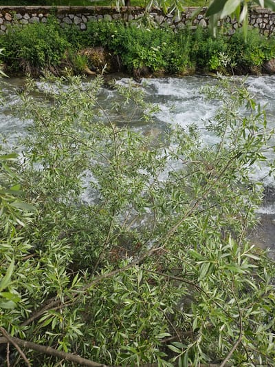 The image depicts a natural scene with a focus on a flowing river and surrounding vegetation. The river is in the center and right portion of the frame, characterized by its turbulent, white-capped water, suggesting a brisk current. Along the left bank of the river, there is a stone wall constructed from irregular, grey stones, bordering a lush expanse of green foliage. This vegetation appears to be a dense mix of various plants, including grasses and small leafy bushes, with a few delicate white flowers interspersed among them.

Dominating the foreground and extending across the right side of the image is a tree with numerous branches and abundant green leaves. The leaves are slender and elongated, typical of a willow or similar deciduous tree. The branches are thin and brown, creating a dense network that partially obscures the river and the bank. The overall impression is one of a verdant, natural environment, likely situated in a temperate climate.

There are no people or animals visible in the image. The lighting suggests it is daytime, with diffused light, possibly indicating an overcast sky or a shaded area. The presence of the stone wall suggests human intervention to stabilize the riverbank, but the overall scene feels wild and untamed. The location context of Ponte di Legno, Italy, suggests this could be a mountain stream or a river in a rural or forested area within the Italian Alps. No text is visible in the image.