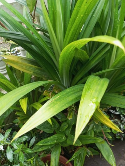 The scene is an outdoor botanical setting, located in the city of Pandaria, India. The foreground and midground are dominated by a dense growth of vibrant green, long-bladed tropical plants, characteristic of Pandan (Pandanus amaryllifolius). Numerous water droplets are visible on the surfaces of these leaves, indicating recent precipitation or watering. Some of the older or lower leaves exhibit yellowish streaking and discoloration. Below and around the primary plant cluster, various smaller green plants with different leaf morphologies are present, some appearing to be contained within a brown terracotta pot in the lower-left corner. A small white flower is visible amidst the foliage on the far lower left. In the background, partially obscured, is a light-colored concrete or stone wall or pillar, along with further indistinct green foliage and a thin brown branch. No individuals or discernible actions or interactions are present in the image. The environment is consistent with a cultivated garden or natural outdoor area.