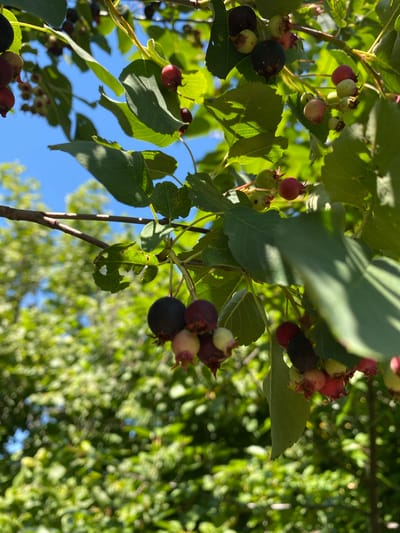 The image shows a close-up of a tree branch with ripening berries. The berries are a mix of dark purple, red, and green, and some appear to be partially covered by leaves. The leaves are green and have visible veins. The background is blurred, with a hint of blue sky and more green foliage. There are no people or animals visible in the image. The scene appears to be outdoors in a natural setting.