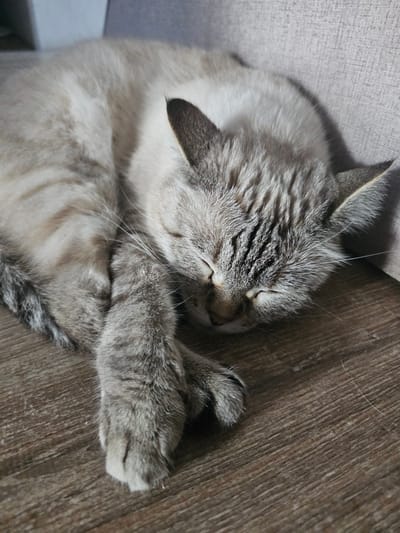 A close-up, eye-level, medium shot shows a tabby cat sleeping curled up on a wooden floor next to a textured grey surface. The cat is mostly grey and white with dark tabby markings on its face and ears. Its eyes are closed, and its head is resting on its paws. The wooden floor has a dark brown, wood grain pattern. The grey surface appears to be a couch or chair. The background is softly blurred. The scene is indoors. There is no indication of the cat's location in Kamen-na-Obi, Russia.