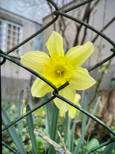 A yellow daffodil flower is positioned behind a green wire fence. The flower is in focus, with other greenery and a building visible in the blurred background. The image was most likely taken during the day. The location cannot be determined.