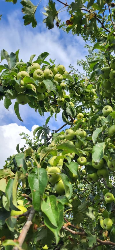 The image shows an apple tree laden with unripe green apples against a bright blue sky with scattered white clouds. The view is from below, looking up into the branches of the tree. The apples are clustered together on the branches, surrounded by lush green leaves. Some leaves show signs of minor damage or discoloration. The branches are thick and woody, with some twigs also visible. The overall scene suggests a natural outdoor environment, likely a garden or orchard. While the prompt mentions the city of Сырымбет, Kazakhstan, this location information cannot be derived from the visual content of the image itself.