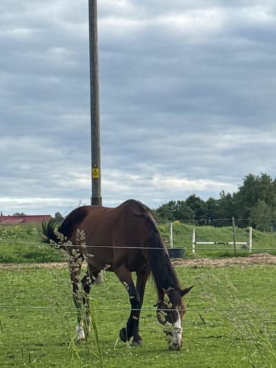 The image captures a brown horse grazing in a grassy field. A tall wooden utility pole with a yellow triangular warning sign is positioned behind the horse. In the background, there are trees, a fence, and a red-roofed building. The sky is overcast with clouds. The scene appears to be outdoors, possibly in a rural or semi-rural area of Saue, Estonia.