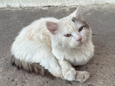 A white cat with patches of gray and possibly tan fur is lying down on a textured gray concrete surface. The cat is curled up, with its paws tucked beneath its chest. It has green eyes and a pink nose, and some dirt is visible on its fur and paws. In the background, a white, textured surface, possibly a wall or curb, is visible. The scene appears to be outdoors, with natural lighting. The location in Butor, Moldova, is not discernible from the image alone.