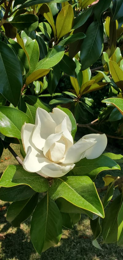 A close-up, eye-level shot captures a white magnolia flower in full bloom, nestled amongst its glossy, dark green leaves. The flower, with its many delicate petals, is the clear subject, positioned slightly off-center to the right. Sunlight dapples the scene, casting shadows and highlighting the textures of the petals and leaves. The background is softly blurred, revealing more of the plant's foliage and hints of the ground, which appears to be grass, in the lower section of the frame. The image was taken on June 7, 2024, at approximately 1:00 PM in Nea Santa, Greece.