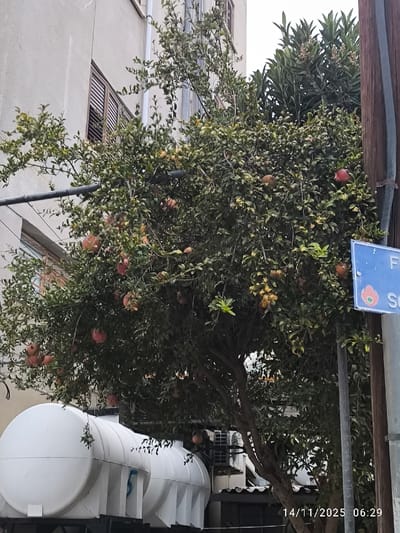 A lush pomegranate tree, laden with fruit, occupies the frame. Pomegranates, ripe and round, are scattered throughout the tree's dense foliage. A white water tank sits beneath the tree, and the corner of a building is visible in the background. A blue street sign is attached to a utility pole. The timestamp indicates the photo was taken on November 14, 2025, at 06:29.