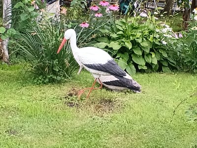 A white and black stork statue stands on a green lawn in front of lush vegetation and pink and white flowers. The stork statue is positioned to the left of the frame, facing right, with its beak slightly open and its long orange beak prominent. Its black and white plumage is clearly visible. The background consists of dense green foliage, including tall grasses and large-leafed plants, with several clusters of pink cone-shaped flowers and smaller white daisy-like flowers. The overall environment appears to be a garden or yard setting within the city of Tatysh, Russia. There are no people or animals present in the image. The lighting suggests it is daytime, likely overcast or late afternoon given the soft shadows.