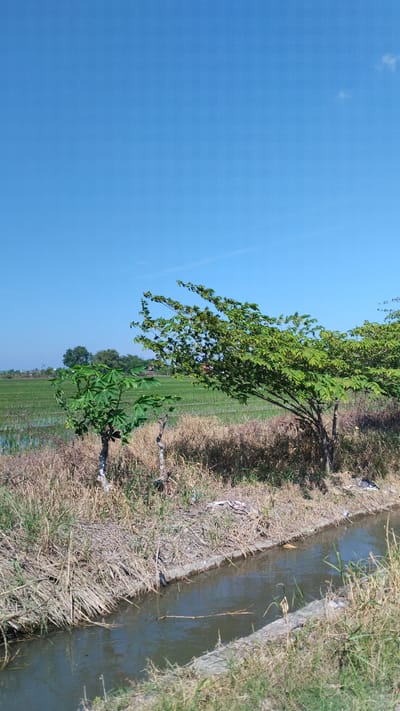 The image depicts a clear, bright day in Plumbungan, Indonesia. The scene is dominated by a bright blue sky, with a few wispy clouds visible in the distance. In the foreground, a narrow, murky canal flows horizontally across the frame. The banks of the canal are lined with dry, straw-like vegetation and some green grass.

To the right of the canal, a medium-sized tree with vibrant green, feathery leaves is prominently featured. Its branches extend outwards, some bending under the weight of the foliage. To the left of this tree, a smaller, younger tree with broader, segmented green leaves stands. Both trees appear to be growing on a slight incline.

Beyond the trees and the dry vegetation, a vast expanse of green rice paddies stretches into the background. The rice is planted in rows, suggesting a cultivated agricultural area. In the far distance, a few more trees and some low structures can be faintly seen. The overall impression is of a rural landscape bathed in sunlight. There are no people or animals visible in the image.