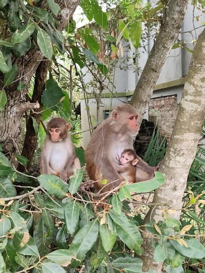 In the city of Baniashanta, Bangladesh, a mother monkey cradles her infant while another young monkey sits beside them, all perched on branches amidst lush green foliage. The mother monkey, with light brown fur, is seated and holding her baby close. The infant, also light brown, appears to be nursing. To the left, a younger monkey with similar fur coloring sits separately, looking forward. The background reveals a concrete structure and brickwork, indicating a semi-urban or developed area. The scene is set within a natural environment, with trees and leaves dominating the foreground and surrounding the monkeys.