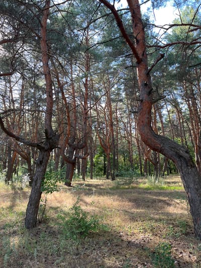 The image depicts a dense pine forest in Shyroke, Ukraine. The scene is characterized by tall, slender pine trees with rough, reddish-brown bark and sparse, needle-like foliage. Several trees have significantly curved or twisted trunks, adding a unique visual element to the forest. The ground is covered with dry, yellowed grass, scattered pinecones, and patches of green undergrowth, suggesting a somewhat dry environment. Sunlight filters through the canopy, creating dappled patterns of light and shadow on the forest floor and the tree trunks. The overall impression is one of a natural, slightly wild woodland. There are no people or animals visible in the image, and no specific event is taking place. The lighting suggests it is daytime, possibly late afternoon given the angle of the shadows. The thick pine trees and the undergrowth are the dominant elements of the scene.