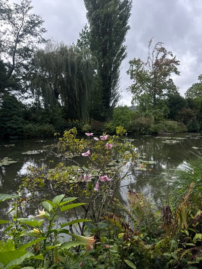 This image depicts a section of a garden pond at Claude Monet's Giverny estate in Giverny, France, under an overcast sky. The pond's dark surface reflects the sky and surrounding vegetation and is populated by numerous green water lily pads and several pink water lily blooms. In the foreground, dense green foliage includes plants with large leaves and light peach, bell-shaped flowers consistent with Brugmansia. A shrub with light green leaves and multiple delicate pink flowers, resembling Japanese Anemones, extends from the left bank over the water. The background is dominated by lush trees and shrubs: a large weeping willow with drooping branches on the left, a very tall, slender columnar tree (likely a Lombardy Poplar) behind it, and a variety of other deciduous and evergreen trees, some exhibiting early autumn coloration. On the far right bank, a grassy area and ferns are visible, along with partially obscured steps leading down to the water. No individuals are present.