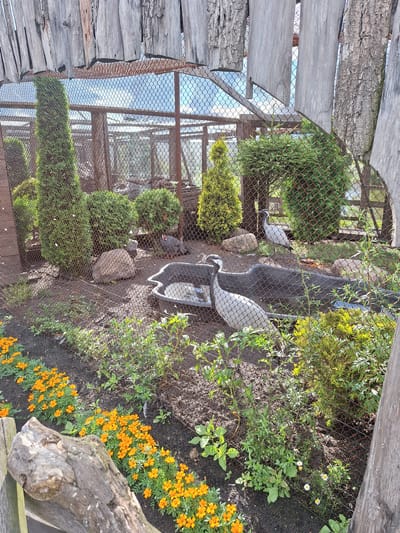 The image depicts an outdoor enclosure at a zoo or aviary in Малахавецкі сельскі Савет, Belarus. The enclosure features a wire mesh fence, partially obscured by weathered wooden planks and tree bark. Inside, there are several conifer trees of varying heights and densities, some spherical and others conical. The ground is covered with dirt, small rocks, and green vegetation. In the center of the enclosure, a dark, shallow water trough is visible, with two large white birds with black markings standing near it. One bird is facing left, and the other is facing right, with its head slightly lowered. Further back, another bird with dark and white plumage, possibly a guineafowl, is foraging. In the foreground, a row of bright orange marigold flowers adds a splash of color to the scene. The overall environment appears to be a carefully designed habitat for birds, incorporating natural elements and a water source.