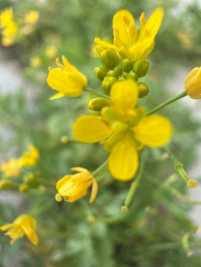 The image is a close-up, slightly blurred photograph of a cluster of small yellow flowers with green buds against a soft green background. The flowers have five petals and appear to be on thin stems. There are no people, animals, or any other discernible objects or actions in the scene. The overall impression is one of nature, with a shallow depth of field that blurs the surrounding environment. There is no information within the image itself to suggest a location in Baryshevo, Russia.