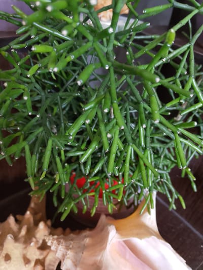 A close-up, eye-level shot displays a Rhipsalis baccifera plant, commonly known as a mistletoe cactus. The plant is a vibrant green, with numerous thin, segmented stems branching out in various directions. Small, white dots are visible on the tips of some stems, which are likely new growth or remnants of flowers. The plant appears to be in a pot, with a hint of red visible beneath the foliage, suggesting a red pot or container. In the foreground, a large, textured seashell, possibly a conch, is partially visible, its creamy-white and pink hues contrasting with the green of the plant. The background is dark and out of focus, showing what appears to be a wooden surface. The image does not contain any identifiable landmarks or elements that would indicate its location in the city of Soltsy, Russia. There are no people, actions, or interactions depicted in the scene.