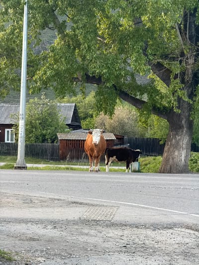 A rural road scene in Manzherok, Russia. Two cows, one brown and white, the other black and white, stand on the asphalt road. Behind them are traditional wooden houses and fences, partially obscured by trees. A utility pole is visible on the left. The road surface transitions from smooth asphalt to gravel on the right.
