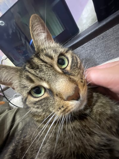 A close-up, low-angle shot shows a tabby cat's face. The cat has green eyes and its right ear is tilted upwards. A human hand is gently touching the cat's face near its whiskers. In the background, a tablet screen is visible, displaying an image or video. A white cord and a pair of white shoes are also in the background. The cat appears to be resting on a textured surface, possibly a blanket or upholstery. The lighting suggests an indoor environment. The location is identified as ЖК «Борисоглебское», Russia.