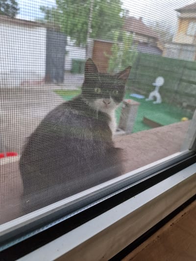 A cat is pressed against a window screen. The view through the screen shows a residential area with trees, a building, and what appears to be a clothesline. The window frame is visible. The location is unknown.