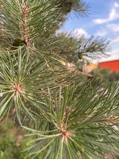 A close-up shot of pine needles on a branch is captured against a blurred backdrop of a blue sky with clouds and distant buildings. In the foreground, clusters of green pine needles are prominent, with some showing fuzzy white down near their bases. A small, green pine cone is visible on the left side of the frame, attached to a woody stem. The background is out of focus, but hints of green foliage, a yellow structure, and a red building can be discerned. The scene appears to be outdoors, possibly in a park or residential area. No people or animals are present in the image. The lighting suggests it is daytime. The image was taken in the city of Chigiri, Russia.