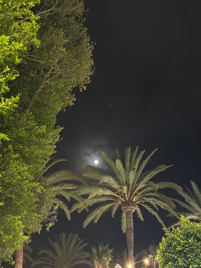 The image captures a nighttime scene in Sant Antoni De Portmany, Spain. The sky is dark and appears clear, with a full moon visible and partially obscured by some wispy clouds. The moonlight illuminates a prominent palm tree in the foreground, its fronds spread wide against the night sky. Below the palm tree, lush green foliage of other trees fills the lower portion of the frame, some branches appearing delicate and bare. In the upper right corner, a string of warm, yellow lights is visible, suggesting an outdoor gathering or decorative lighting. The overall mood is tranquil and serene, evoking the peacefulness of a summer night. There is no visible text in the image.
