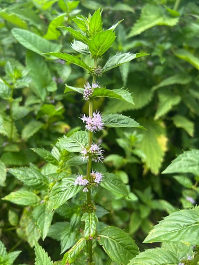 A close-up, vertical shot captures a mint plant with small, light purple flowers blooming on its stem. The plant is surrounded by lush green foliage, creating a natural and serene environment. The image does not contain any people or man-made objects, making it a purely botanical portrait. The location within Poletaevo, Russia, is not discernible from the visual information provided.