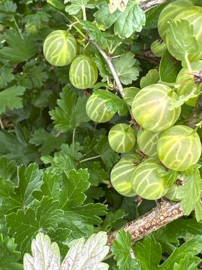 A close-up, eye-level shot captures a cluster of green gooseberries growing on a thorny branch amidst lush green foliage. The gooseberries, varying in ripeness, exhibit translucent skins with subtle stripes. The branch itself is textured and brown, speckled with small protrusions. The background is a soft blur of green leaves, creating a shallow depth of field. No people or animals are visible in the image. The scene is likely outdoors, possibly in a garden or natural setting, in Novogorbovo, Russia.