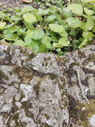 The image is a close-up, eye-level, outdoor shot of a stone wall covered in moss, with green plants growing behind it. The stone wall occupies the lower two-thirds of the frame, and it is composed of rough, grey rocks of varying sizes. Green and brown moss clings to the surfaces of the stones, giving them a textured appearance. Small bits of dry leaves and twigs are also visible amongst the stones.

Behind the stone wall, in the upper third of the image, is a patch of dense, green foliage. The plants have broad, heart-shaped leaves, some of which have small white spots on them. The ground appears to be dark soil, with some dried leaves and thin branches scattered on it. The overall lighting suggests it is daytime, with natural light illuminating the scene. The image was taken in Codru, Moldova.