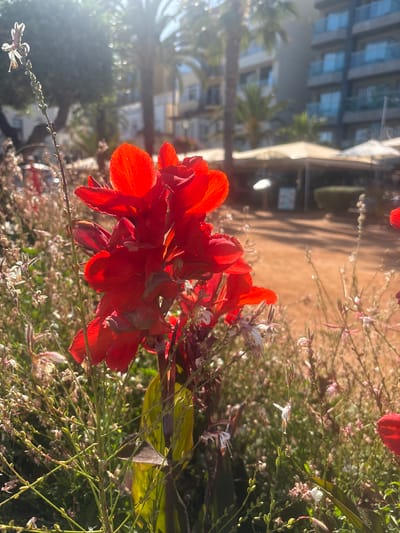 The image depicts a close-up view of vibrant red Canna lilies in full bloom, set against a blurred background of a coastal resort town, likely Lloret de Mar, Spain. The bright sunlight creates lens flare and highlights the textured petals of the flowers, while also casting shadows and illuminating the surrounding foliage and a sandy path. In the background, out-of-focus elements include palm trees, buildings with balconies, and outdoor seating areas with umbrellas, suggesting a warm, sunny day in a tourist destination. A few delicate white and pink wildflowers are interspersed with the Canna lilies, adding a softer contrast to the bold red blooms. The overall impression is one of a lush, sun-drenched garden or public space in a Mediterranean setting.