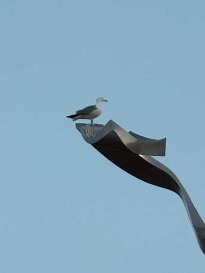 A seagull stands perched on a curved, metallic sculpture against a pale blue sky. The sculpture appears to be part of a modern art installation, with its smooth, dark surface reflecting subtle light. The seagull is facing to the right, with its white and gray plumage clearly visible. The background is a uniform sky, indicating an outdoor setting. The image's composition suggests an urban environment, possibly in the city of Canet-en-Roussillon, France, where such public art might be found.