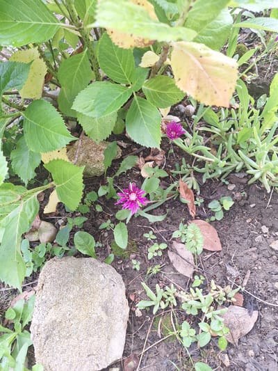 In Zeda Sazano, Georgia, this image captures a close-up view of the ground beneath lush green foliage. The soil is dark and moist, interspersed with fallen leaves, small stones, and sparse, low-lying vegetation. Two vibrant pink daisy-like flowers are visible, one in the lower-left quadrant and another slightly higher and to the right. In the foreground, a large, light-colored, rough-textured rock is prominent. The overall impression is one of a natural, outdoor setting within a garden or naturalized area, with the focus on the ground-level details.
