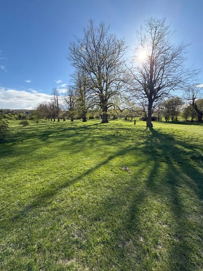 The image depicts a sunlit field in Dacorum, United Kingdom, characterized by vibrant green grass and a row of trees casting long shadows. The sun is positioned behind the bare branches of one tree, creating a bright glare. The sky is blue with scattered white clouds. The landscape suggests a rural setting.