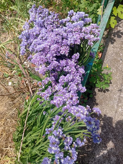 In Moluskebi, Abkhazia, a close-up shot captures a cluster of vibrant purple sea lavender flowers spilling out of a green metal planter. The flowers are densely packed, with tiny white centers visible on many of the blooms. Lush green foliage emerges from the base of the flowers, intermingling with dry, straw-like grasses to the left of the frame. The planter rests on a textured concrete surface, where dappled shadows from unseen foliage are cast. A thin pink string is tied around the stems of some of the flowers. To the right of the planter, a small yellow wildflower with green leaves grows, adding a touch of contrast to the predominantly purple and green scene. The lighting suggests a sunny day.